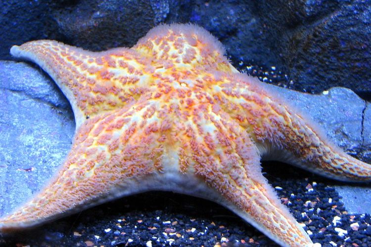 Bintang Laut Tantang Aturan Keanekaragaman Hayati