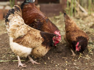 Ayam Tertua