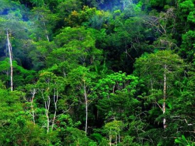 Hutan Tanaman Industri