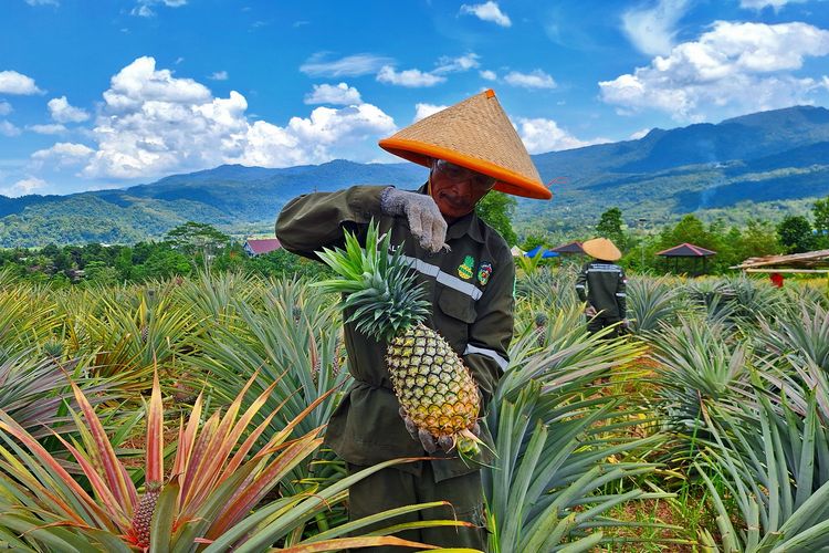 Desa Kering Di Wasuponda Di Sulap Jadi Agrowisata