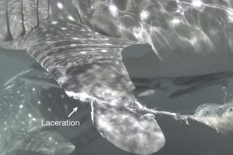 Hiu Paus Di Papua 75 Persen Punya Luka