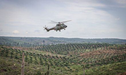 Pemilik Perkebunan Sawit Milik Perusahaan Besar Ada Di Papua