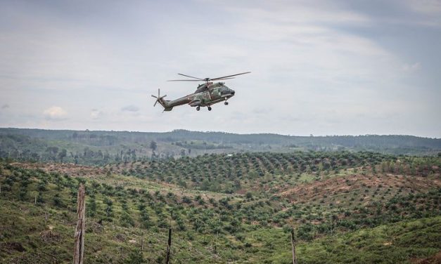 Pemilik Perkebunan Sawit Milik Perusahaan Besar Ada Di Papua