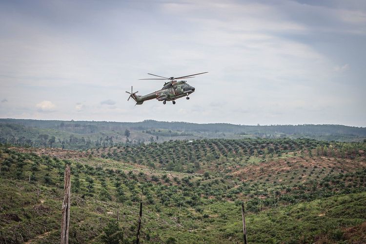 Pemilik Perkebunan Sawit Milik Perusahaan Besar Ada Di Papua