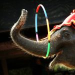 Bali Zoo Mulai Hentikan Aktivitas Gajah Januari 2026