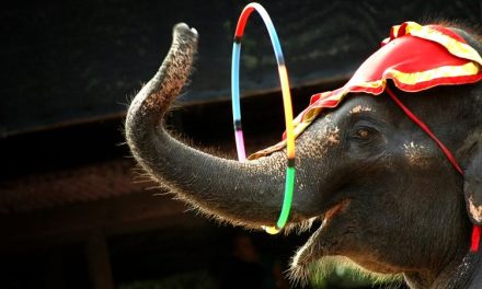 Bali Zoo Mulai Hentikan Aktivitas Gajah Januari 2026