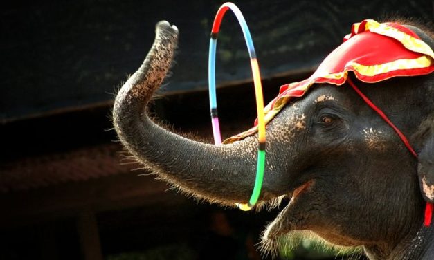 Bali Zoo Mulai Hentikan Aktivitas Gajah Januari 2026