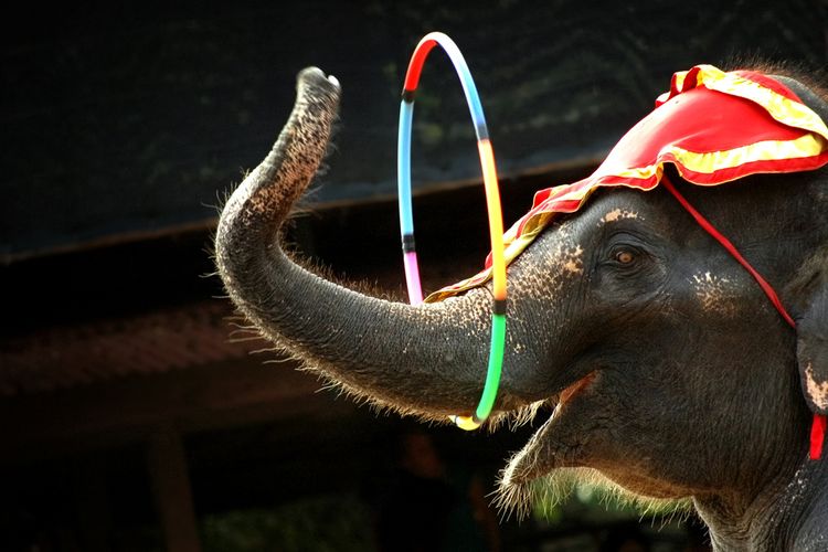 Bali Zoo Mulai Hentikan Aktivitas Gajah Januari 2026