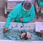 Satrio Wiratama Jadi Bayi Panda Pertama Di Indonesia