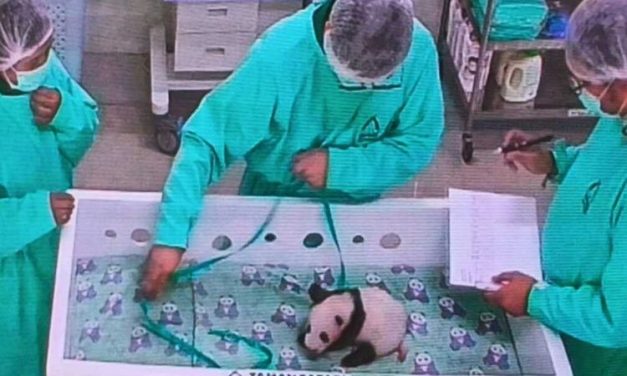 Satrio Wiratama Jadi Bayi Panda Pertama Di Indonesia