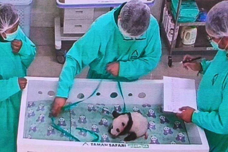 Satrio Wiratama Jadi Bayi Panda Pertama Di Indonesia