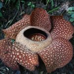 Magnet Baru Bengkulu: Rafflesia Arnoldii Raksasa Resmi Mekar