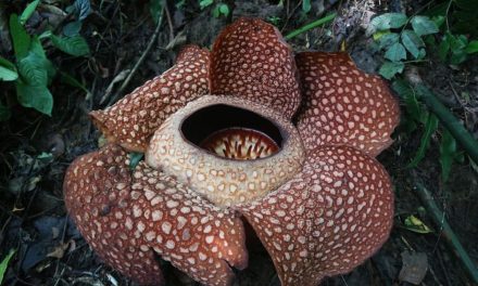 Magnet Baru Bengkulu: Rafflesia Arnoldii Raksasa Resmi Mekar
