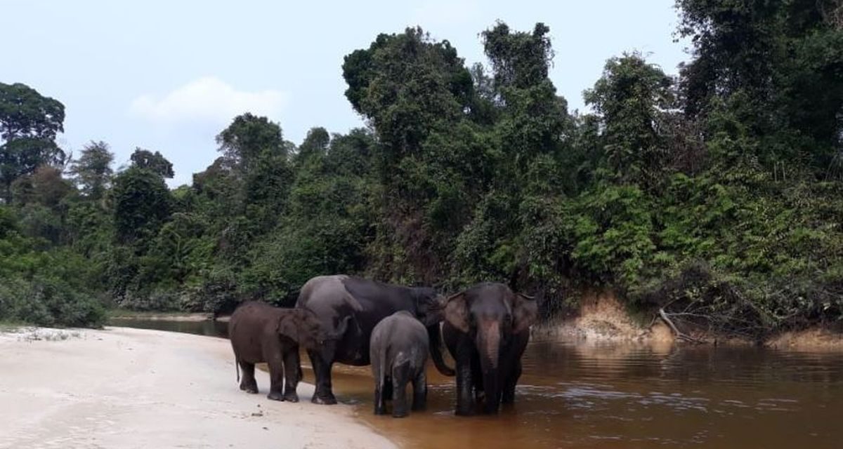 Tesso Nilo Terancam: Sawit Terus Meluas, Hukum Tak Berdaya