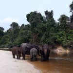 Tesso Nilo Terancam: Sawit Terus Meluas, Hukum Tak Berdaya