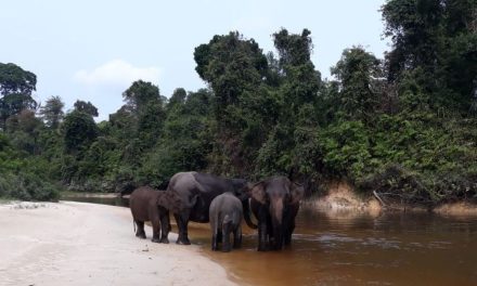 Tesso Nilo Terancam: Sawit Terus Meluas, Hukum Tak Berdaya