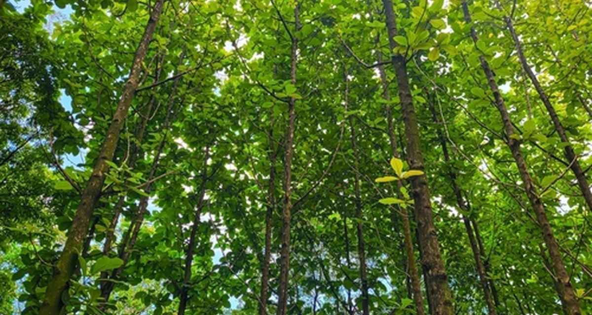 3 Cara Terbaik Tanam Pohon Jati