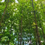 3 Cara Terbaik Tanam Pohon Jati