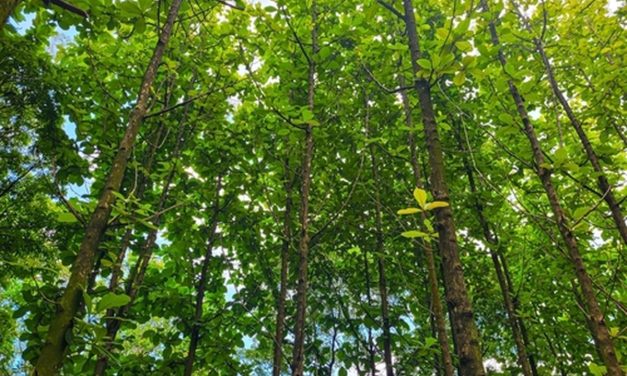 3 Cara Terbaik Tanam Pohon Jati