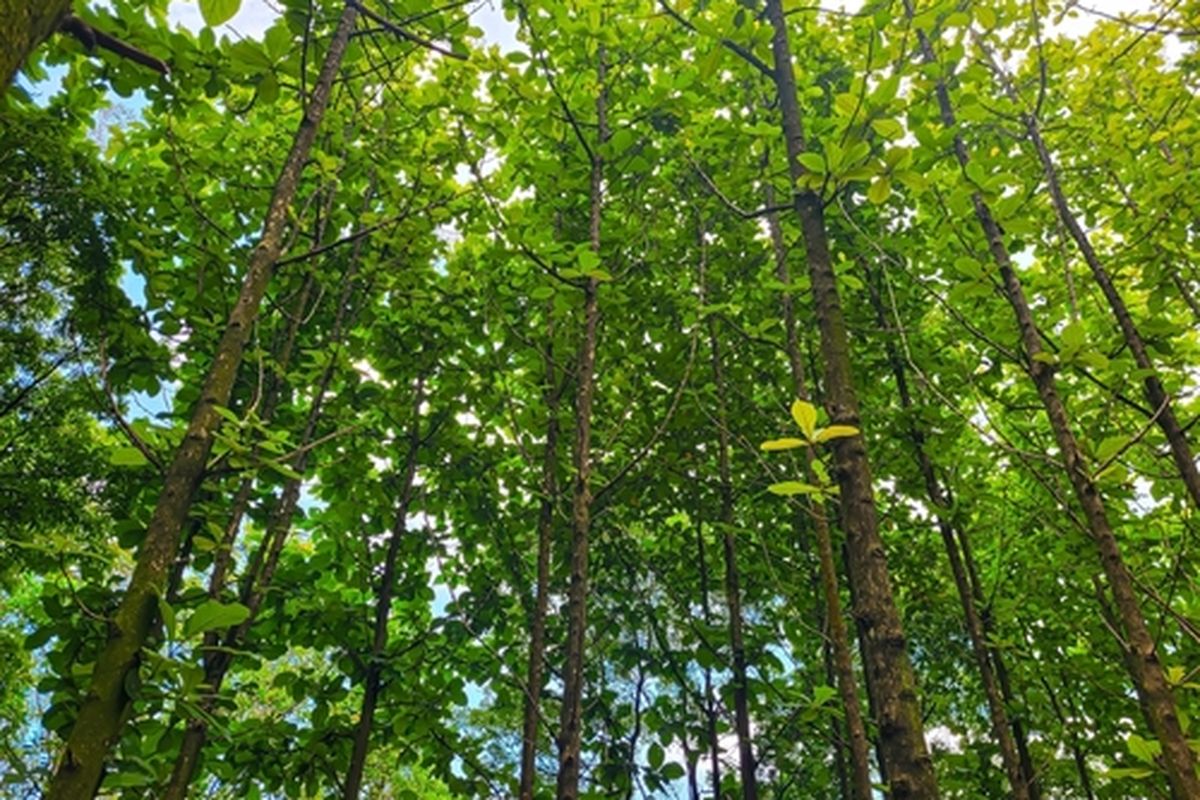 3 Cara Terbaik Tanam Pohon Jati