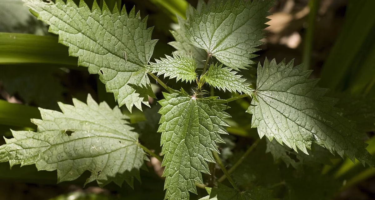 Cuma 3 Tanaman, Gatal Langsung Minggat!