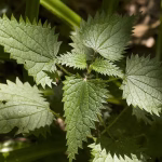 Cuma 3 Tanaman, Gatal Langsung Minggat!