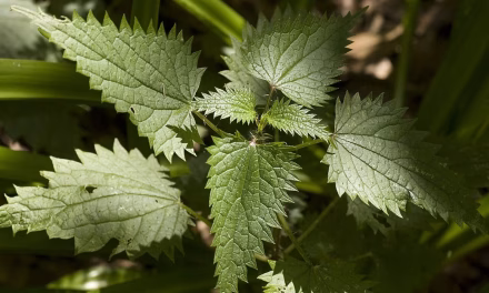Cuma 3 Tanaman, Gatal Langsung Minggat!