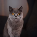 Mau Manjain Mata? Ini 4 Destinasi Impian Yang Isinya Kucing!