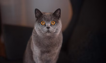 Mau Manjain Mata? Ini 4 Destinasi Impian Yang Isinya Kucing!
