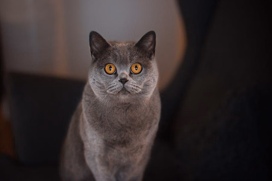 Mau Manjain Mata? Ini 4 Destinasi Impian Yang Isinya Kucing!