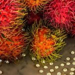 Mengenal Binjai, Rumahnya Rambutan Unggulan