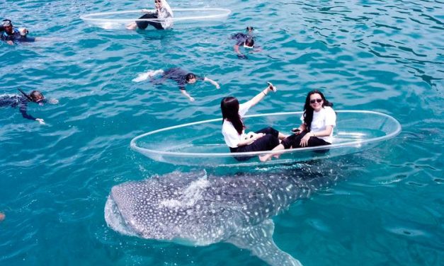 Sisi Gelap Botubarani: Cerita Di Balik Hiu Paus Viral
