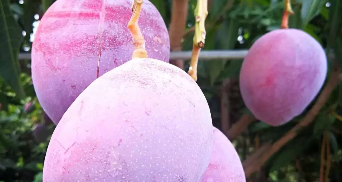 4 Mangga Termahal: Kok Bisa Puluhan Juta?