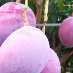 4 Mangga Termahal: Kok Bisa Puluhan Juta?