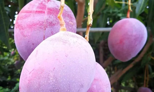 4 Mangga Termahal: Kok Bisa Puluhan Juta?