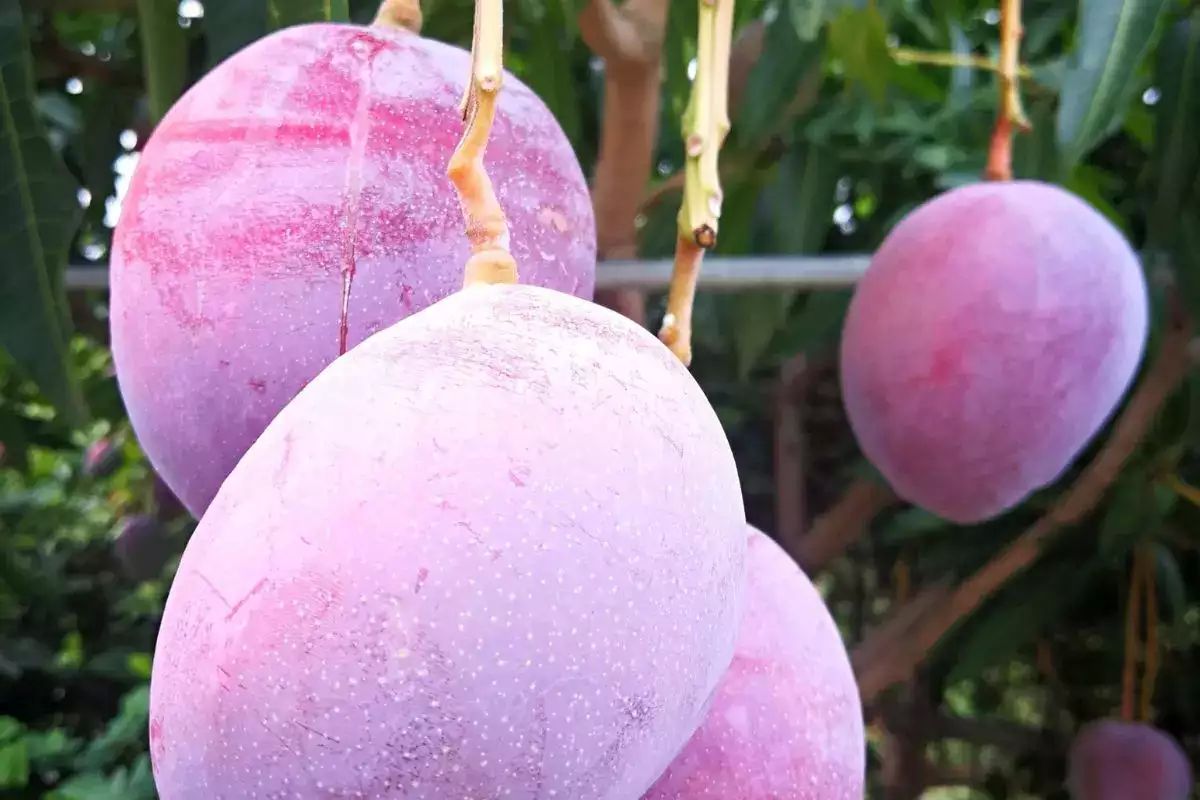 4 Mangga Termahal: Kok Bisa Puluhan Juta?